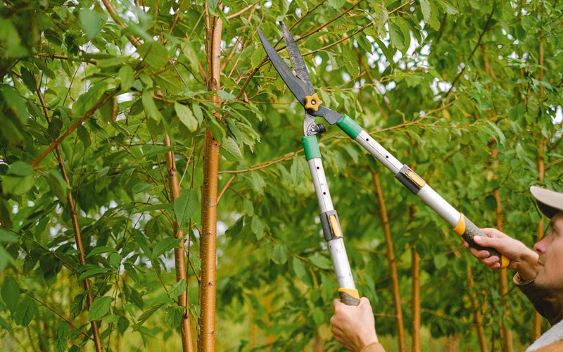 Tree trimming in Welches, OR